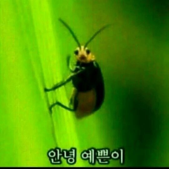 호랑이담배피던시절 이미지