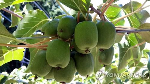 다래식품 이미지