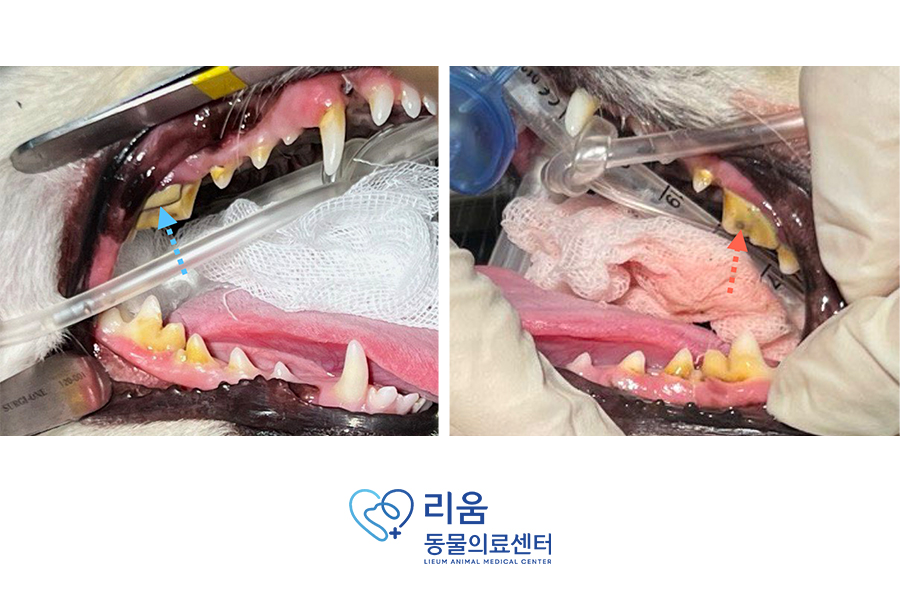 송파 리움동물의료센터: 강아지 스케일링 및 치아 발치 비용과 후기 — 사진 5