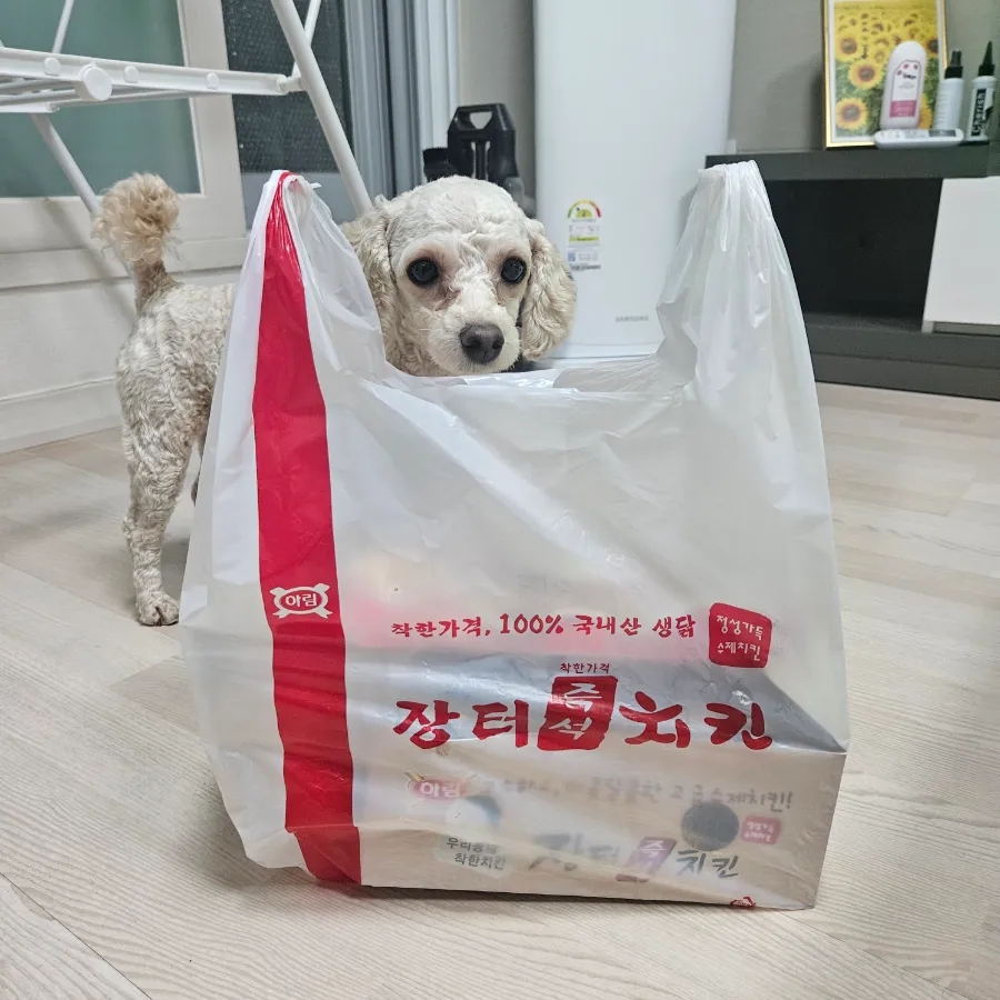 장터즉석치킨 이미지