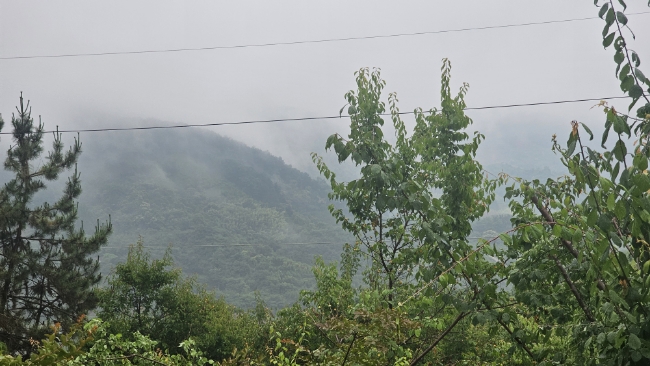 백운산녹차원 이미지