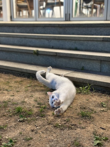 카페기와 이미지