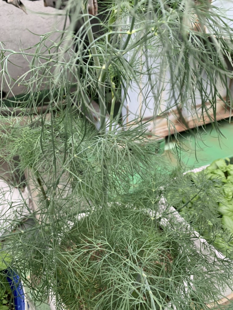 허브노래바 이미지