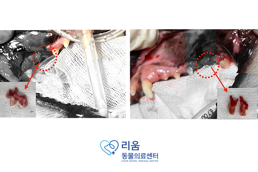 송파 리움동물의료센터: 강아지 스케일링 및 치아 발치 비용과 후기 — 사진 6