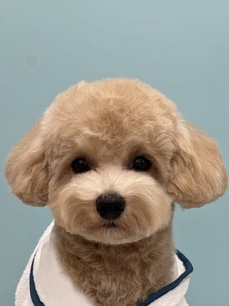 언니네 강아지 이미지