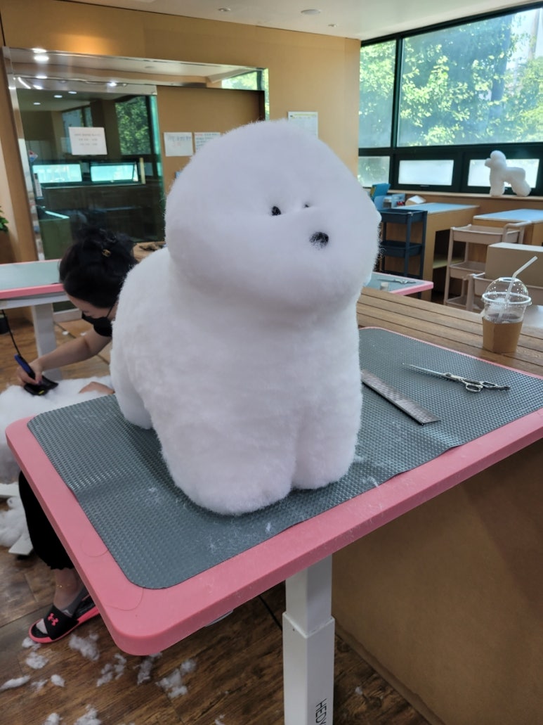 포항애견미용학원 이미지