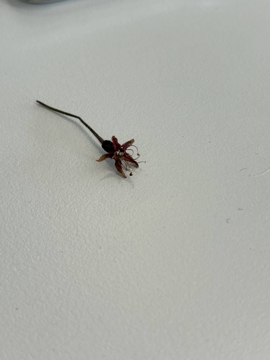 카페오뉴 이미지