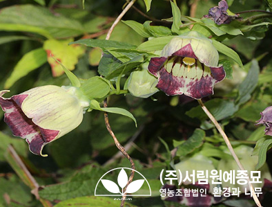 조경설계서림 이미지