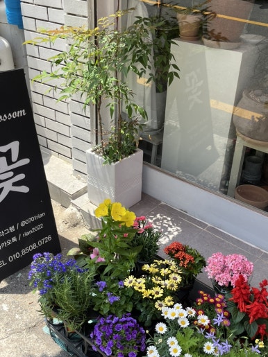 리안블라썸 이미지