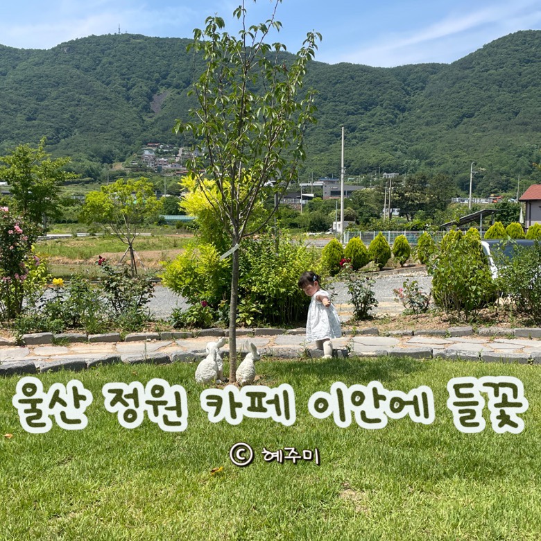 이안에들꽃 이미지
