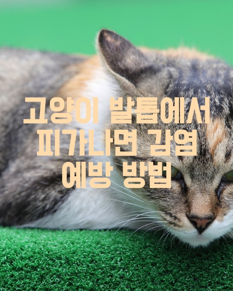 고양이 발톱에서 피가 나면 감염 예방 방법