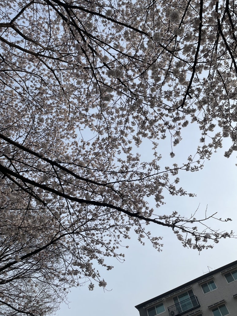 유미네화로구이 이미지