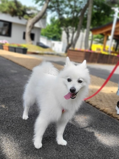 까페파스쿠찌 이미지