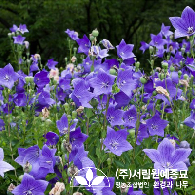 조경설계서림 이미지