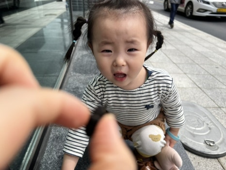 태백하늘소 이미지