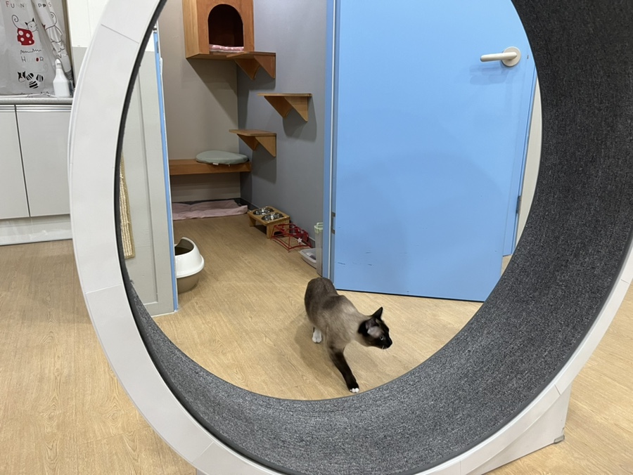 동탄 고양이 호텔 코자냥, 안심 맡김 후기 — 사진 15