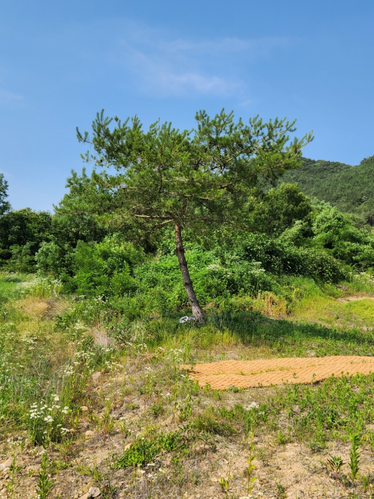 영천나무병원 이미지