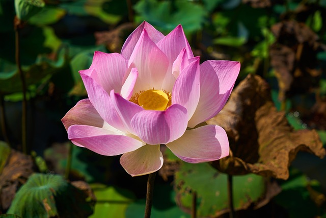 큰맘할매순대국 (갈마점) 이미지
