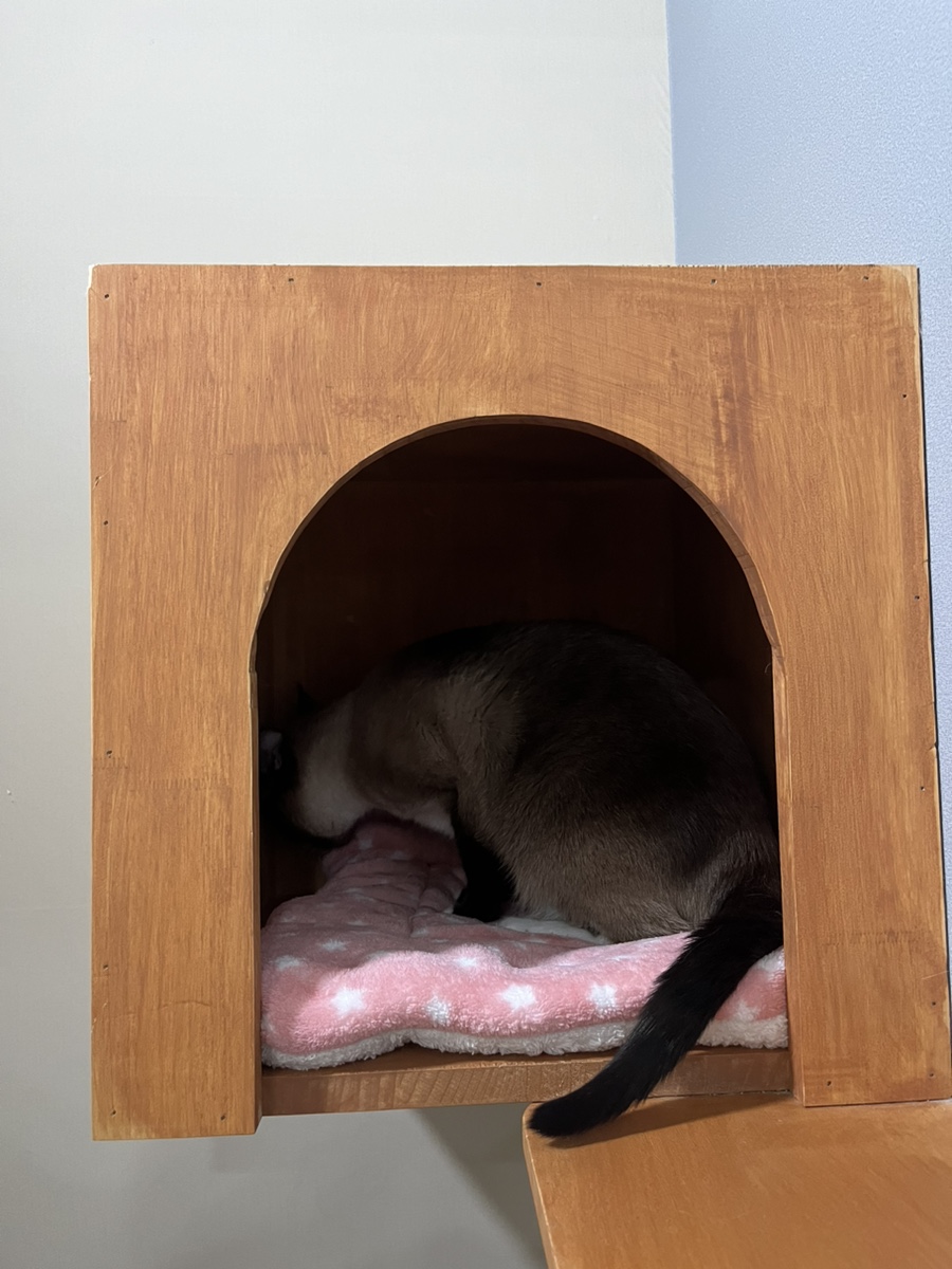 동탄 고양이 호텔 코자냥, 안심 맡김 후기 — 사진 10