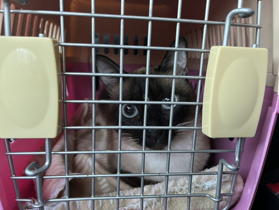 동탄 고양이 호텔 코자냥, 안심 맡김 후기 — 사진 3