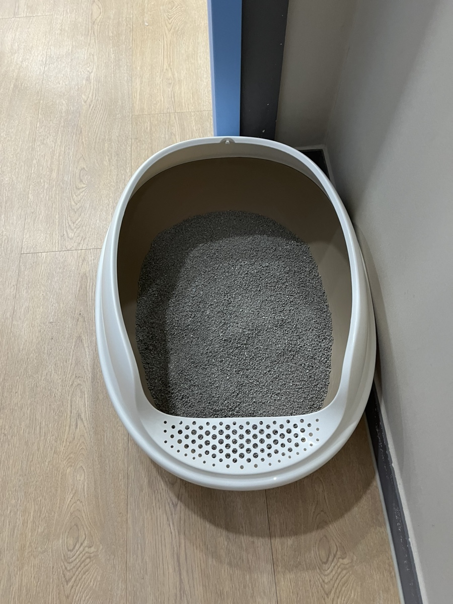 동탄 고양이 호텔 코자냥, 안심 맡김 후기 — 사진 9
