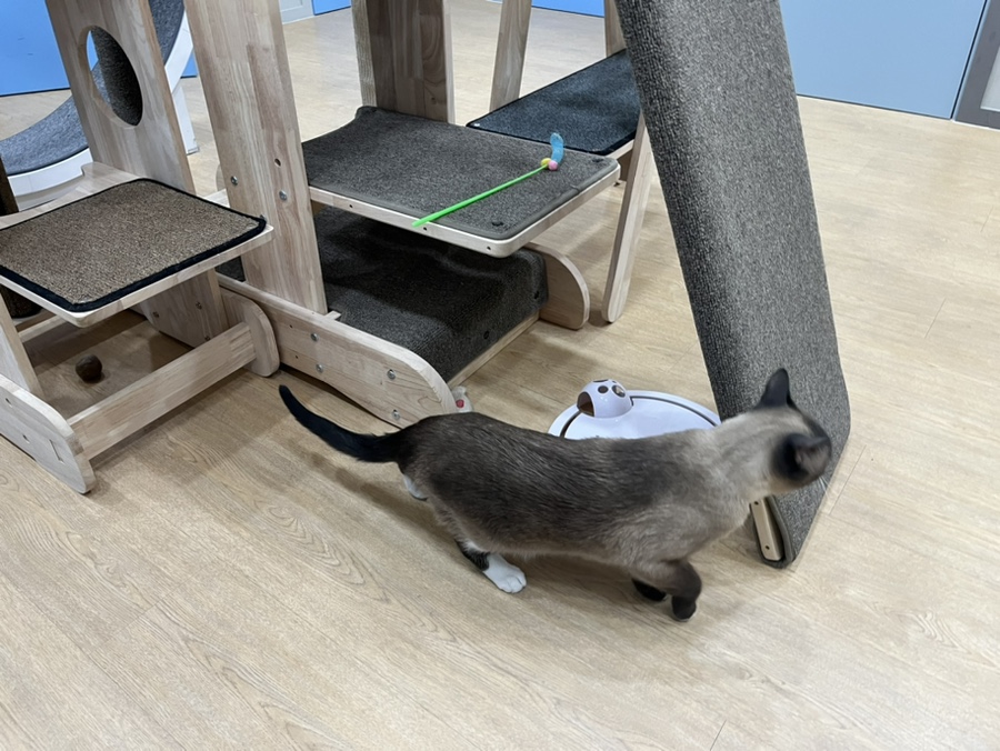 동탄 고양이 호텔 코자냥, 안심 맡김 후기 — 사진 16