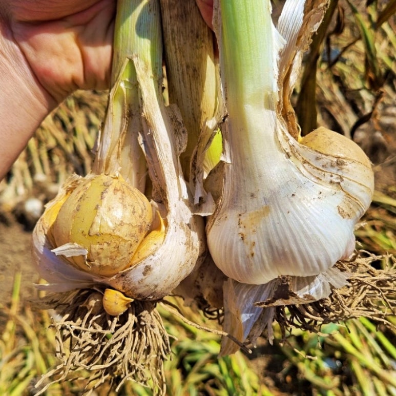 코끼리식품 이미지