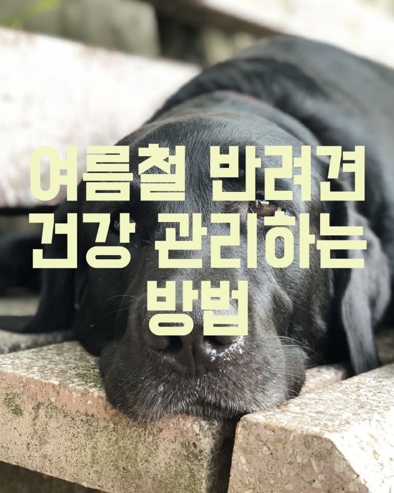 여름철 반려견 건강 관리하는방법