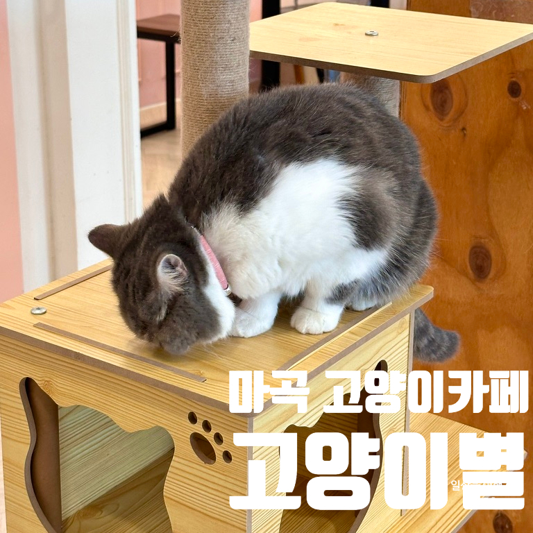 고양이별캣카페 이미지