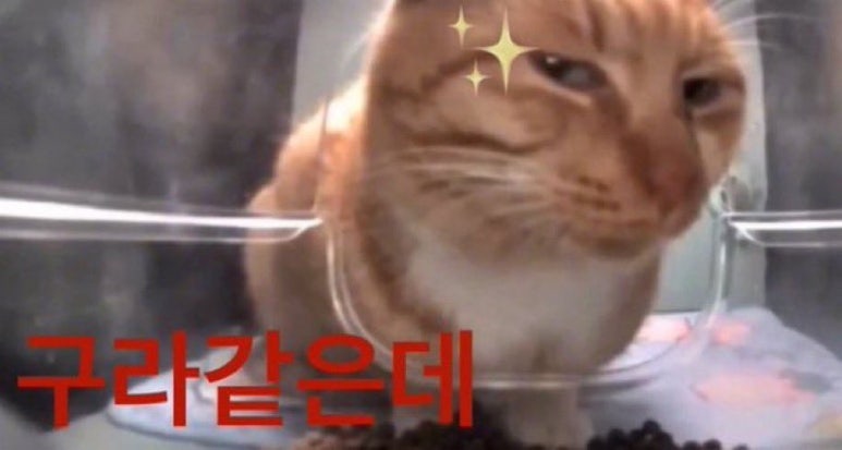 헤어 자마가나 이미지