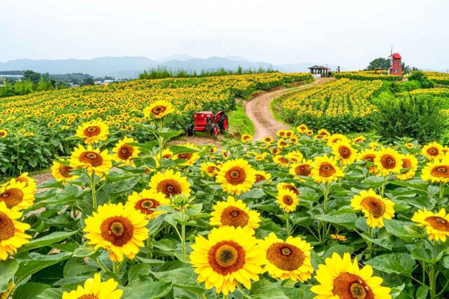 해바라기푸드 이미지