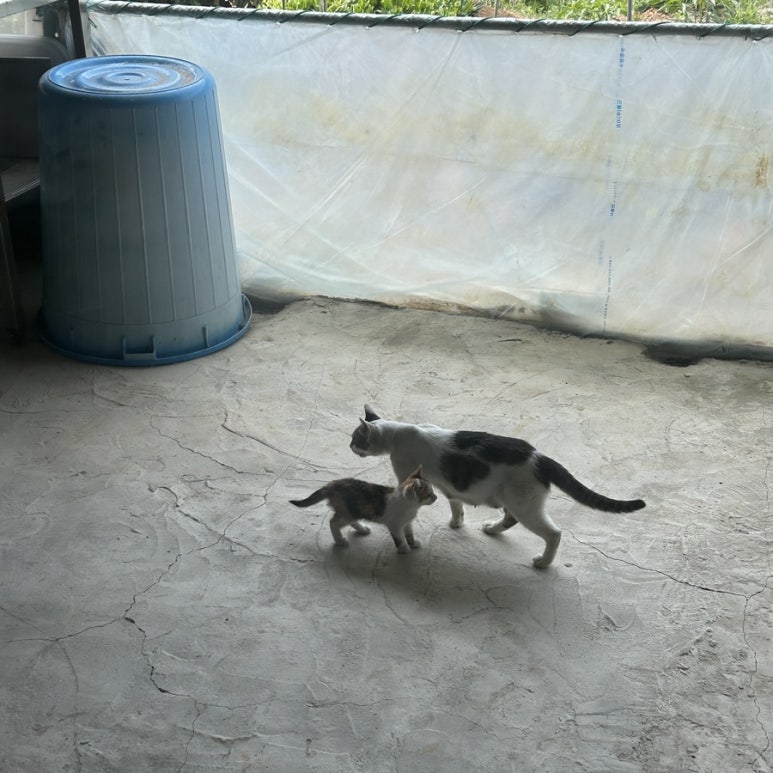 괭이복집 이미지