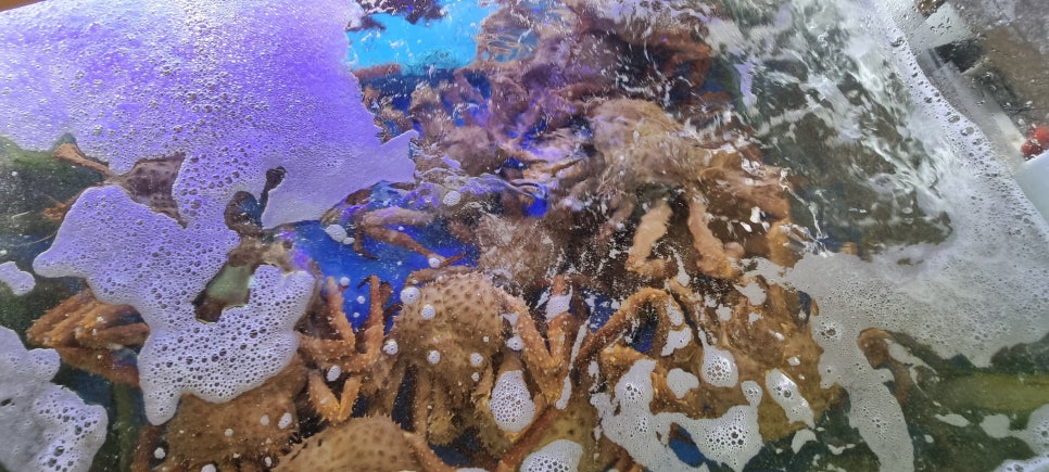 왕게수산킹크랩 이미지