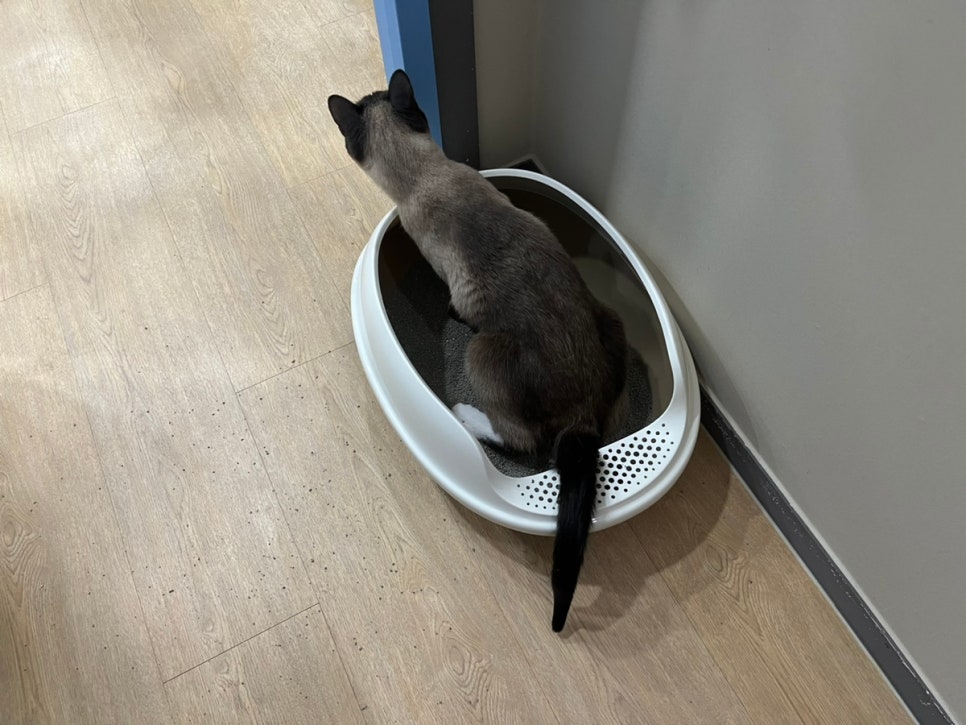 동탄 고양이 호텔 코자냥, 안심 맡김 후기 — 사진 13