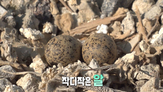 꼬마둥지 이미지