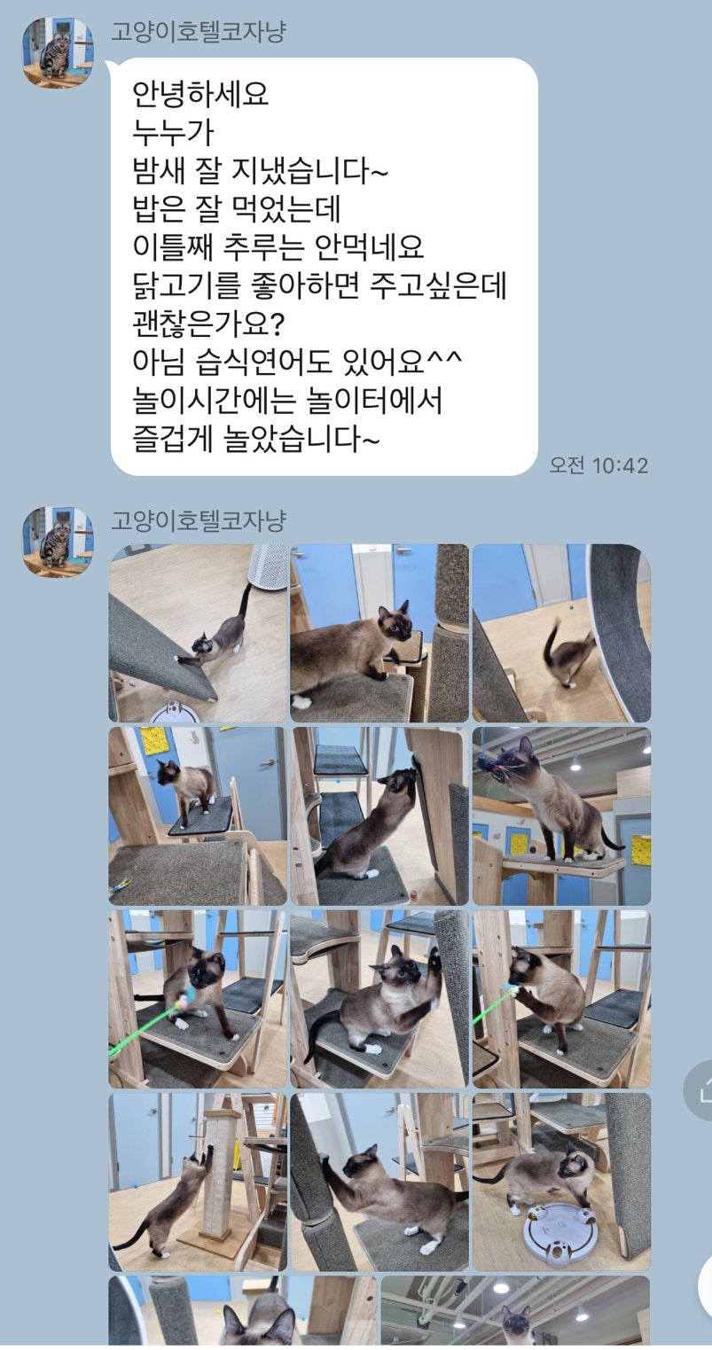 동탄 고양이 호텔 코자냥, 안심 맡김 후기 — 사진 20