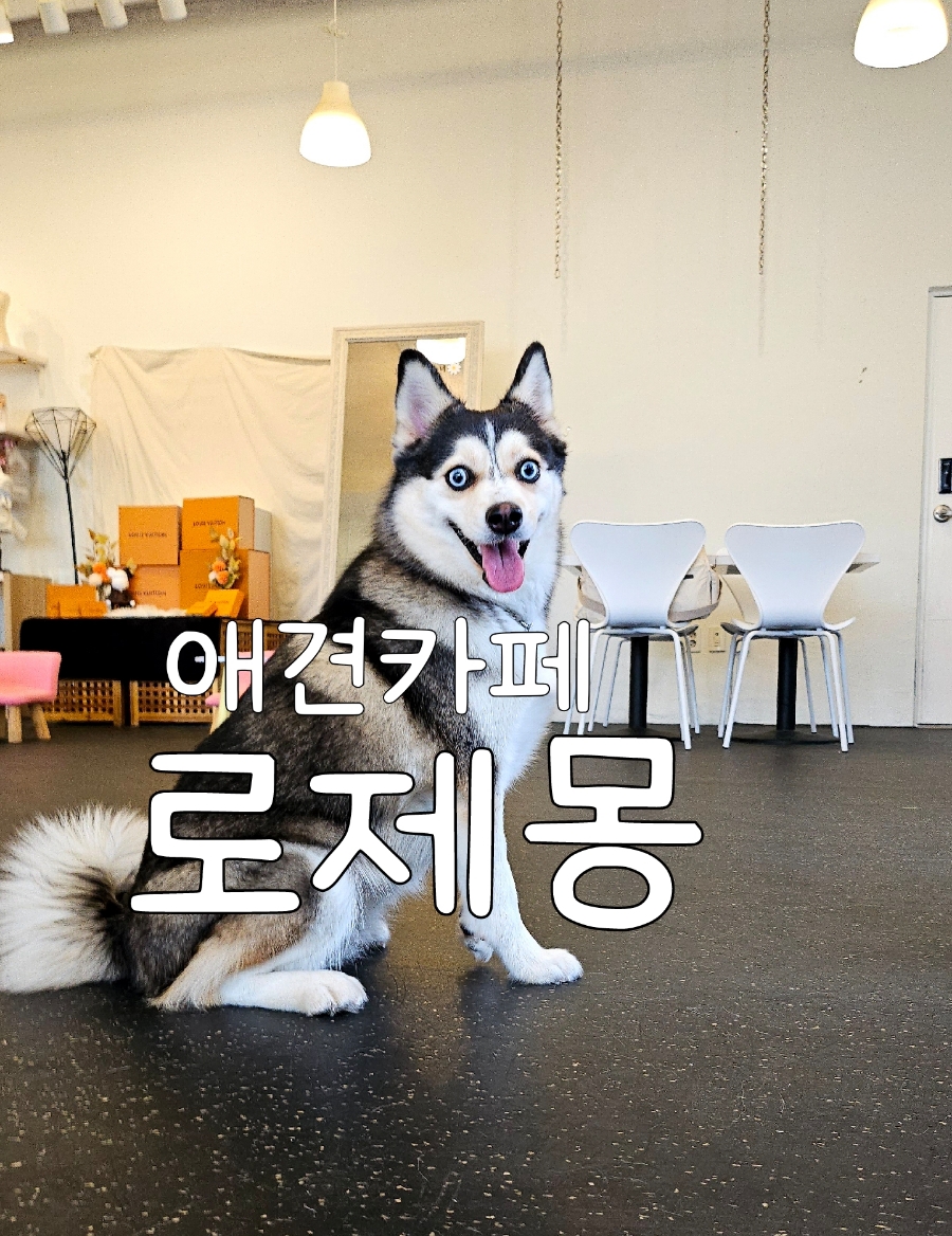 로제몽 이미지