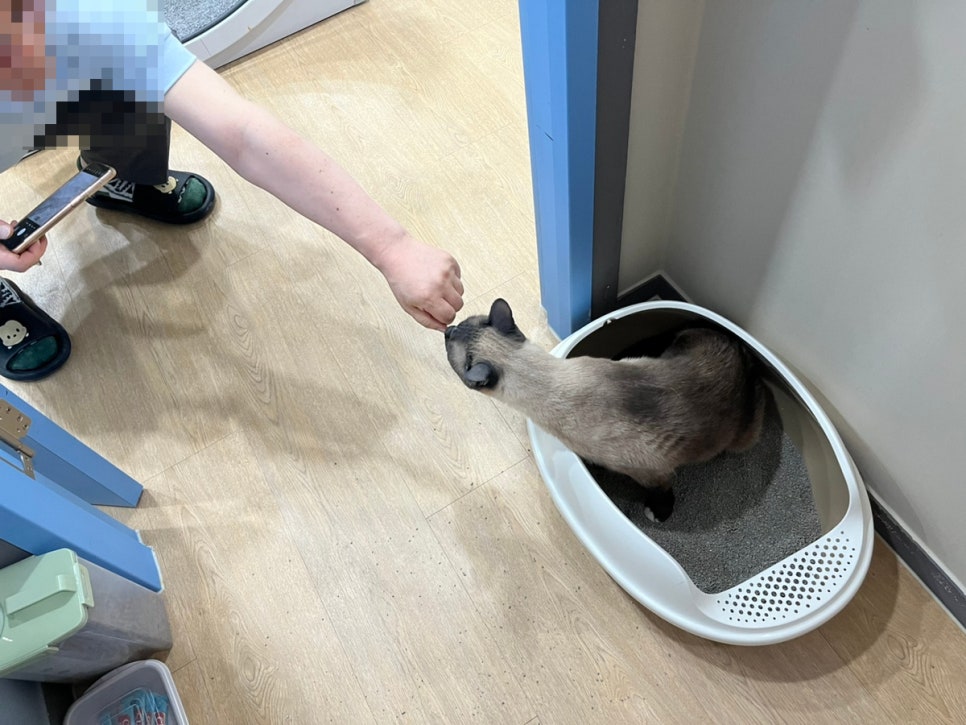 동탄 고양이 호텔 코자냥, 안심 맡김 후기 — 사진 12