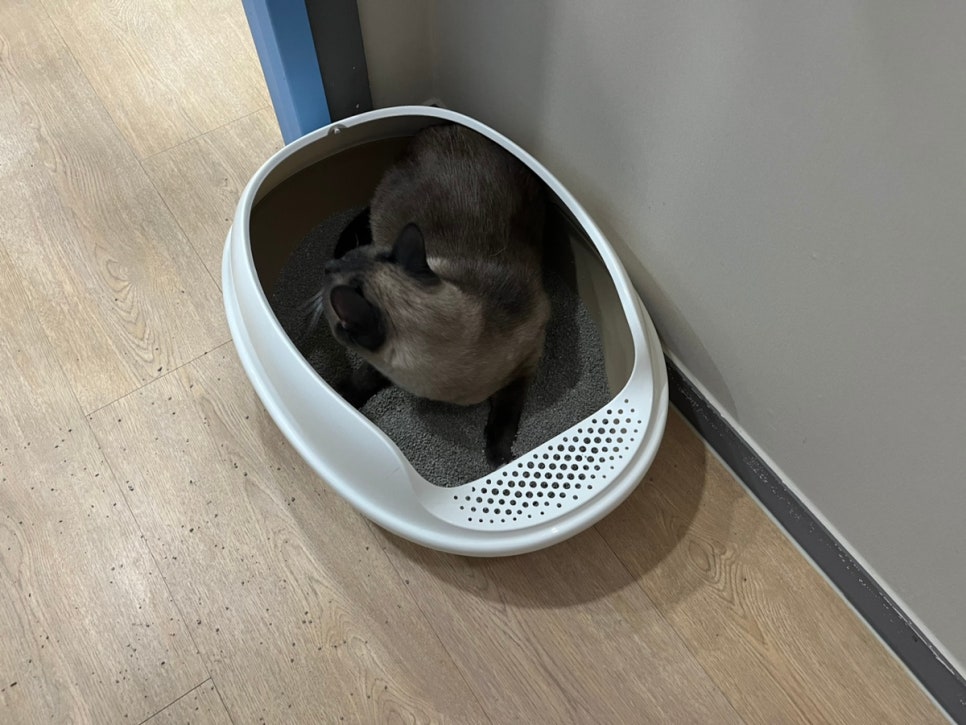동탄 고양이 호텔 코자냥, 안심 맡김 후기 — 사진 14