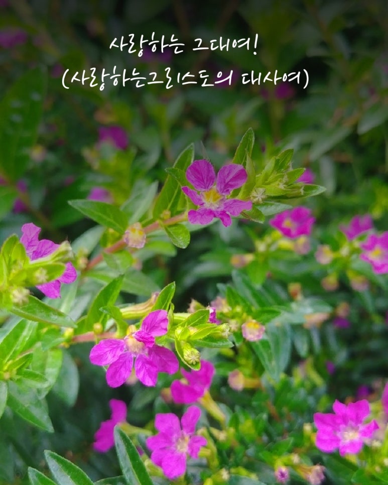자자린 이미지