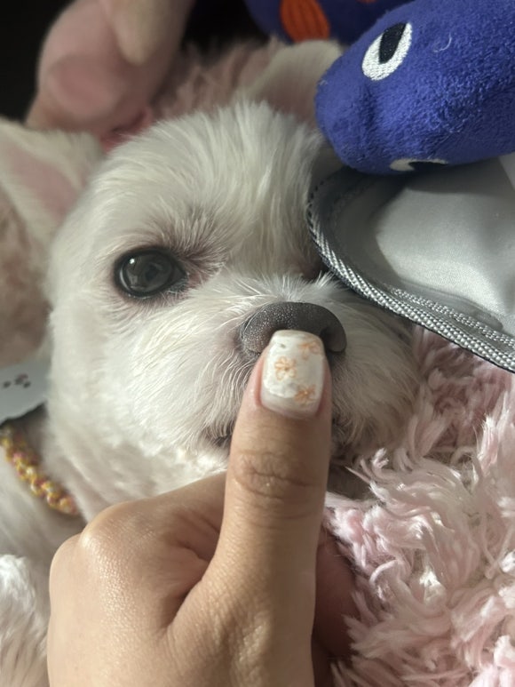 몽아네일 이미지