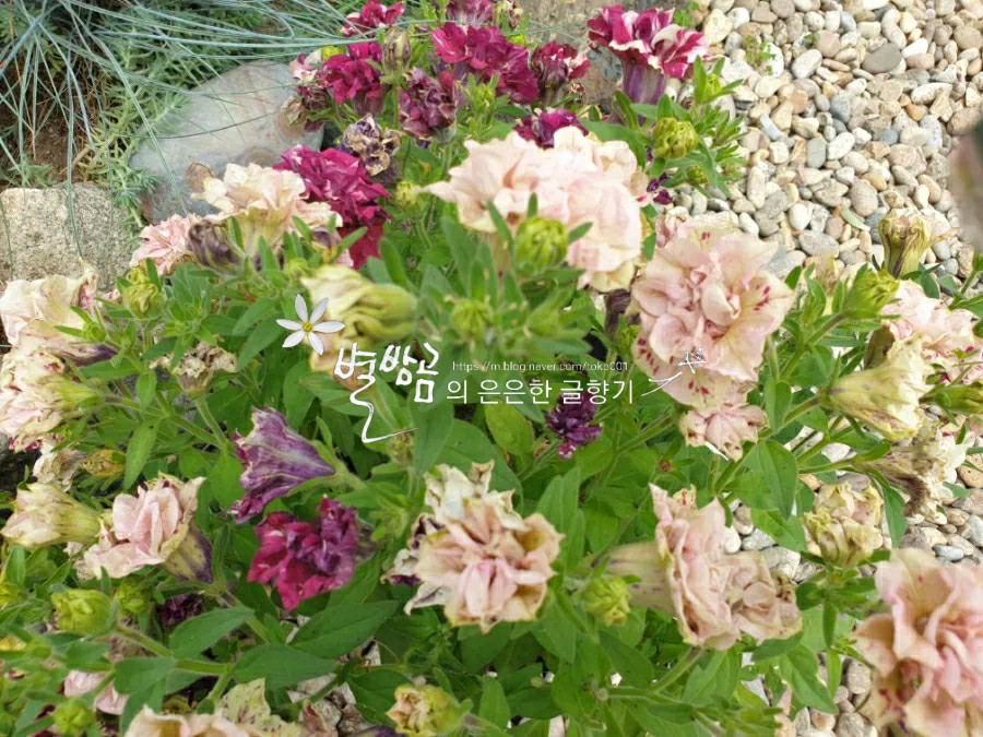 (주)하나마이 이미지