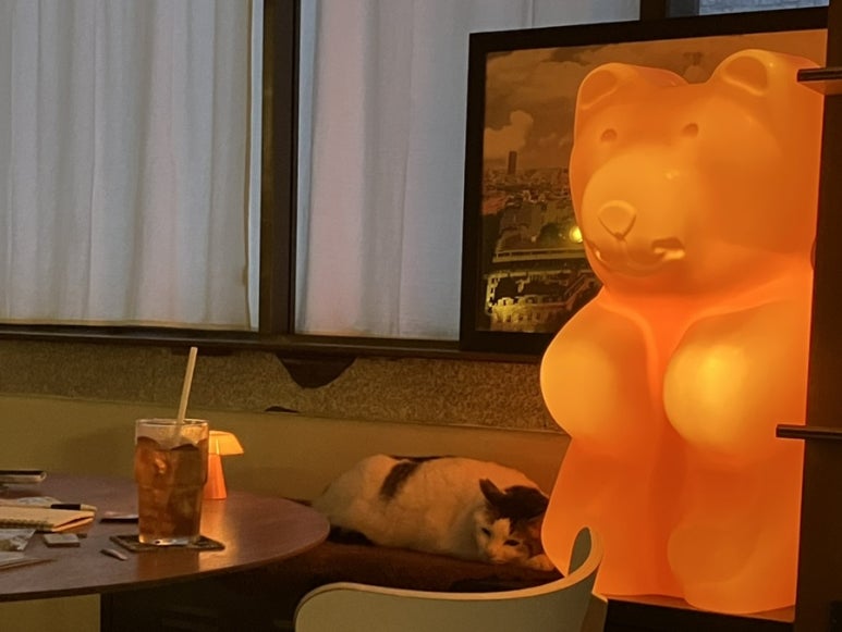 테디스테디고 이미지