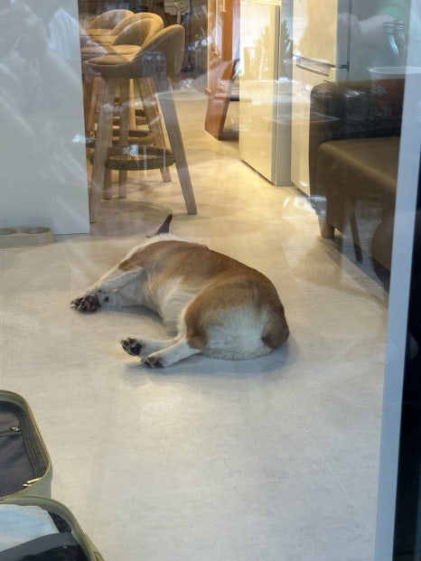 뚜띠아모 이미지
