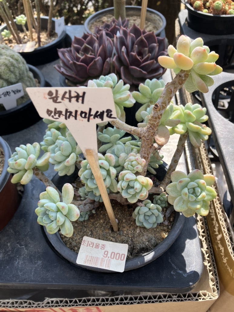 DC플러스마트 이미지