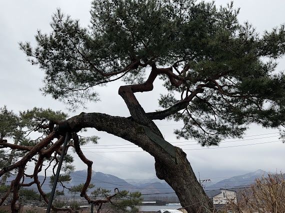 기대염소탕 이미지