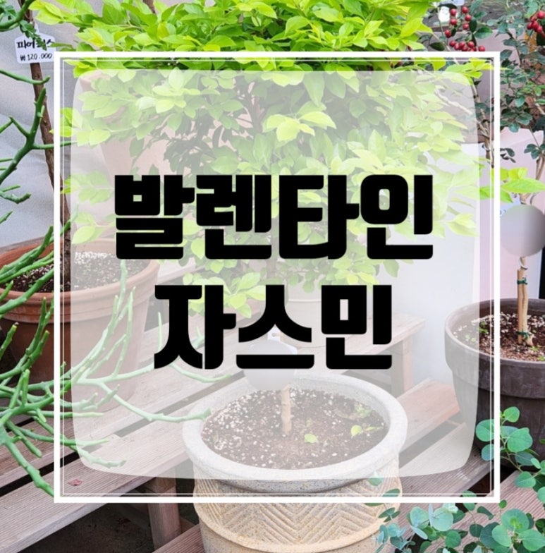 강동꽃화원 이미지