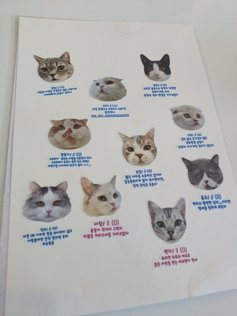 701아를고양이카페(cat in the art) 이미지