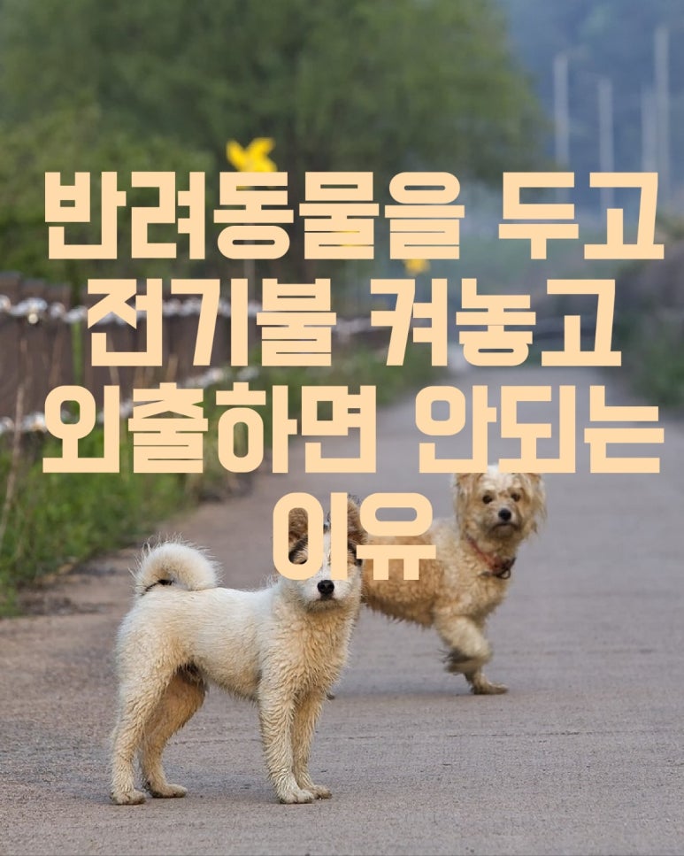 집에 반려동물을 두고 불을 켜놓고 외출하면 안 되는 이유