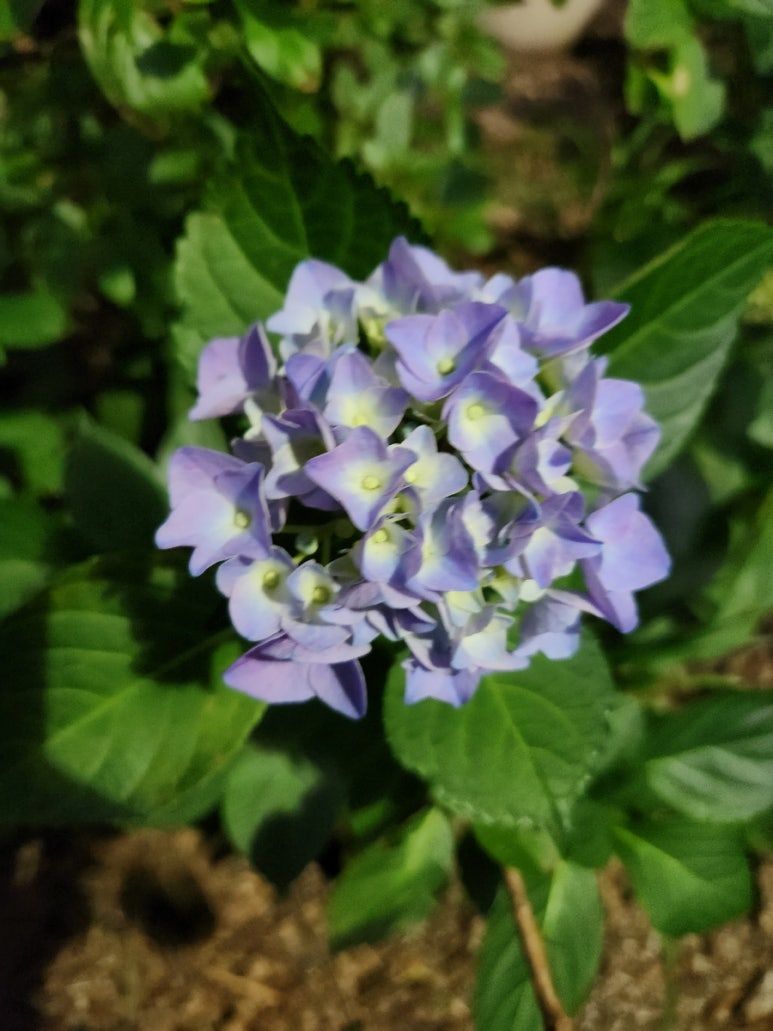 1004 헤어필 이미지
